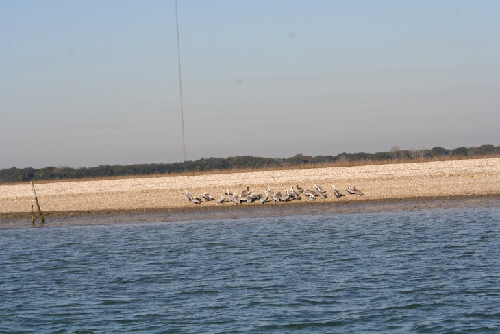 Pelicans