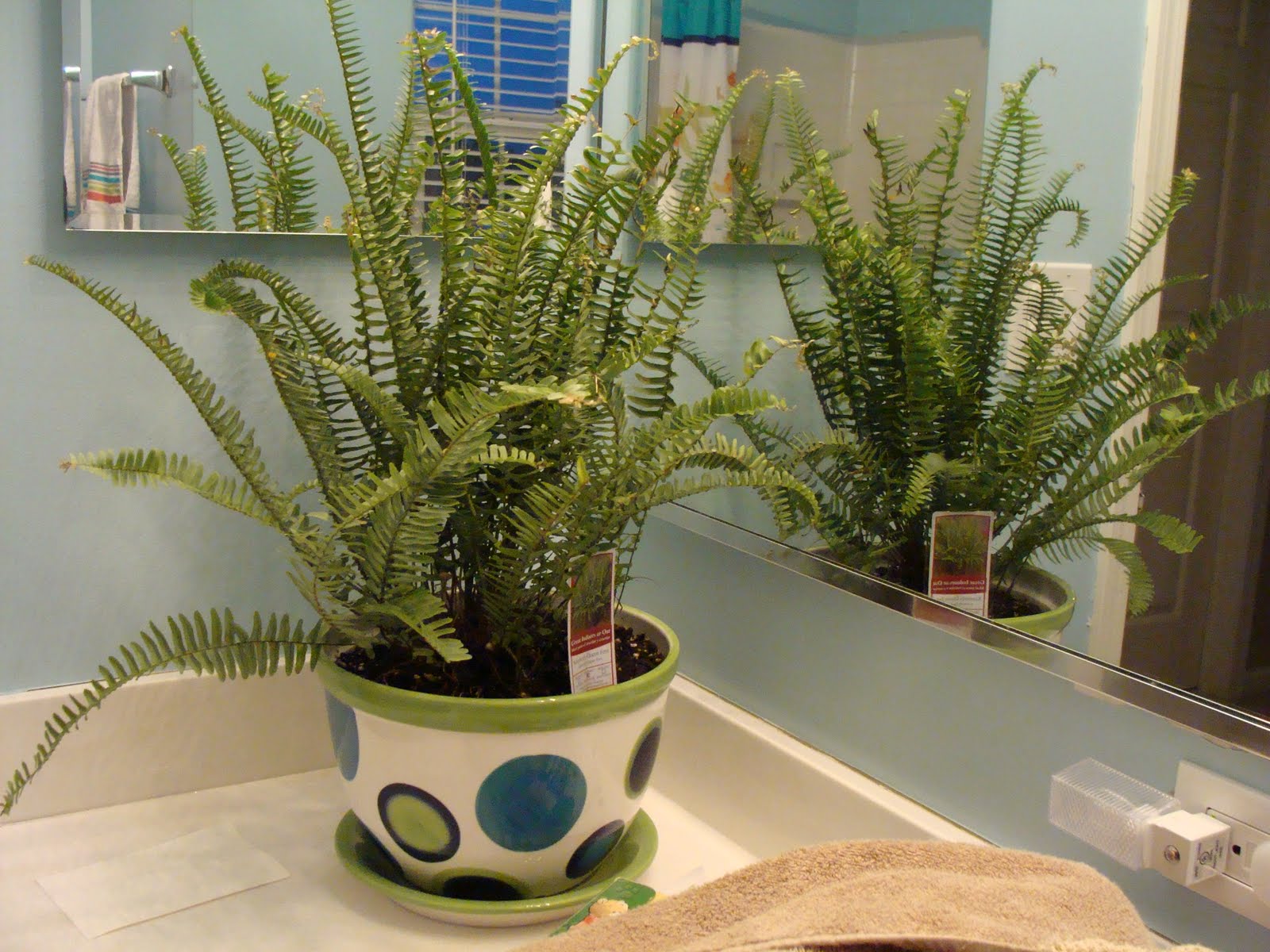 The Martha Initiative Ferns for the bathroom