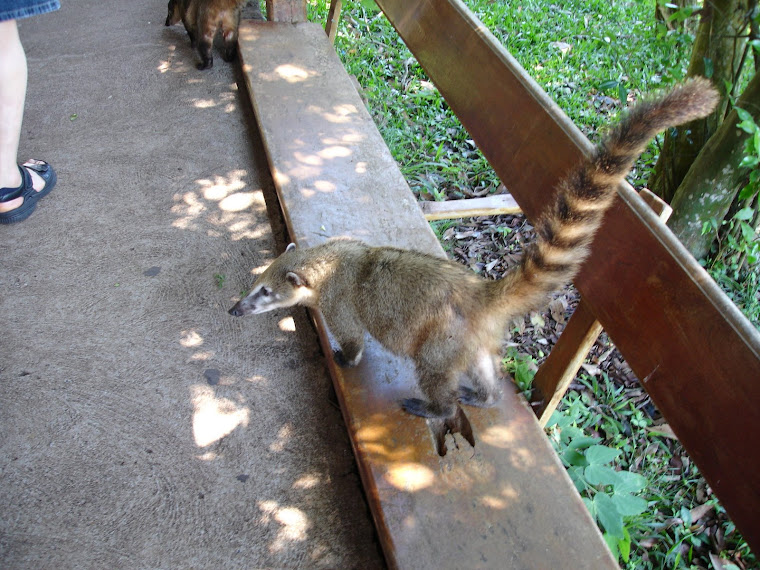 GUACHENIM NO CAMINHO DA VISITA  DA FOZ DA IGUAÇÚ