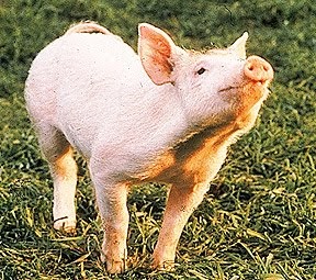 Babe Pig In The City Dog Breed Babe Pig In The City Dog Breed