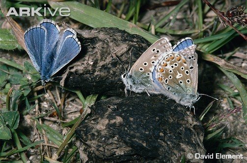 Mariposas