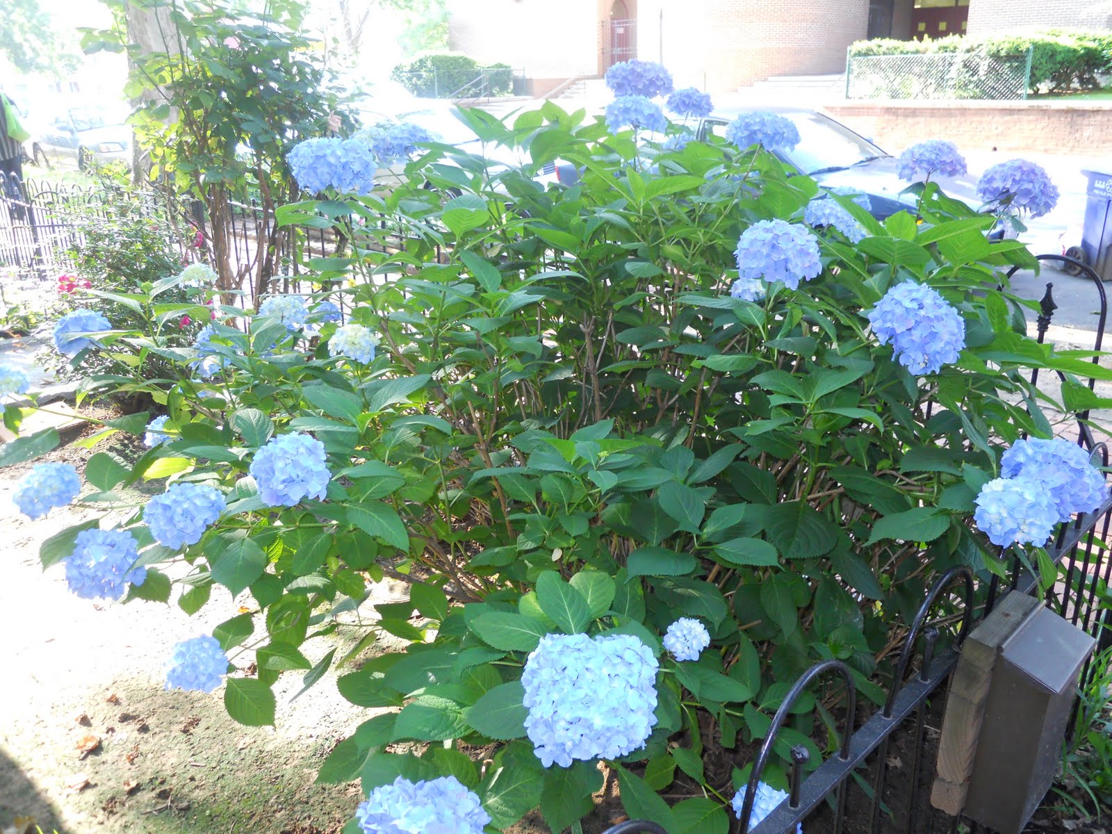 Blue Potato Bush Archives Ramblings From A Desert Garden