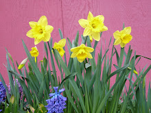 Spring Flowers