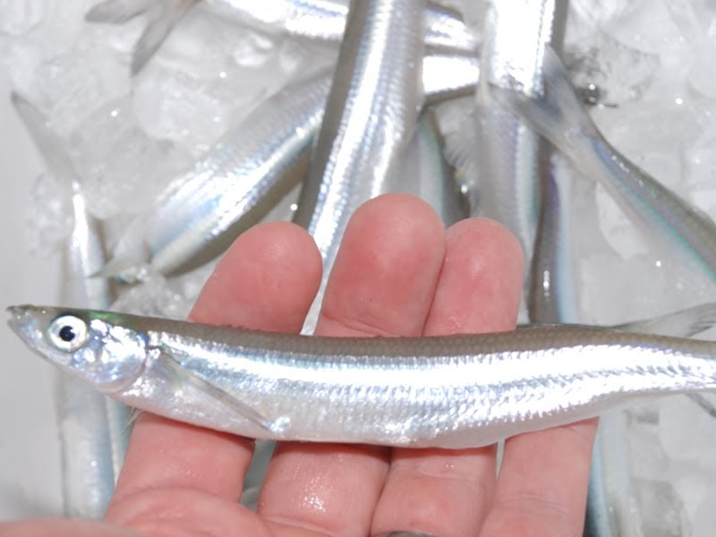 California Fishing California Grunion