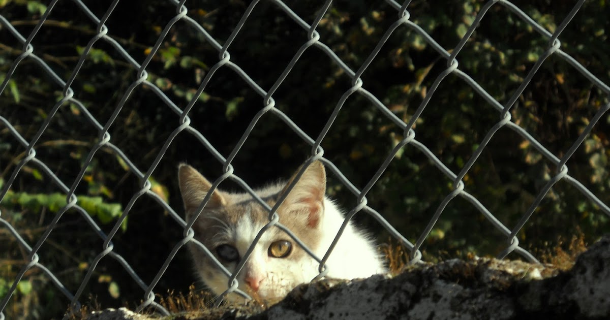 Rumeli Kavağı İstanbul Gezentisi