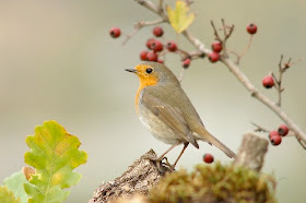 il solito pettirosso