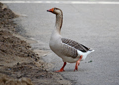 Goose with Injured Foot