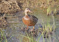 FEMALE MALLARD IN THE MARSH