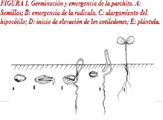 FACTORES DE GERMINACION DE LA SEMILLA factores de germinacion de la semilla: