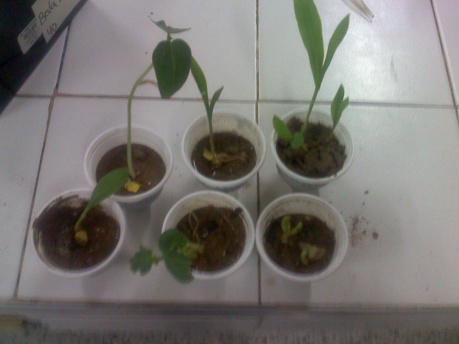 FACTORES DE GERMINACION DE LA SEMILLA factores de germinacion de la semilla: