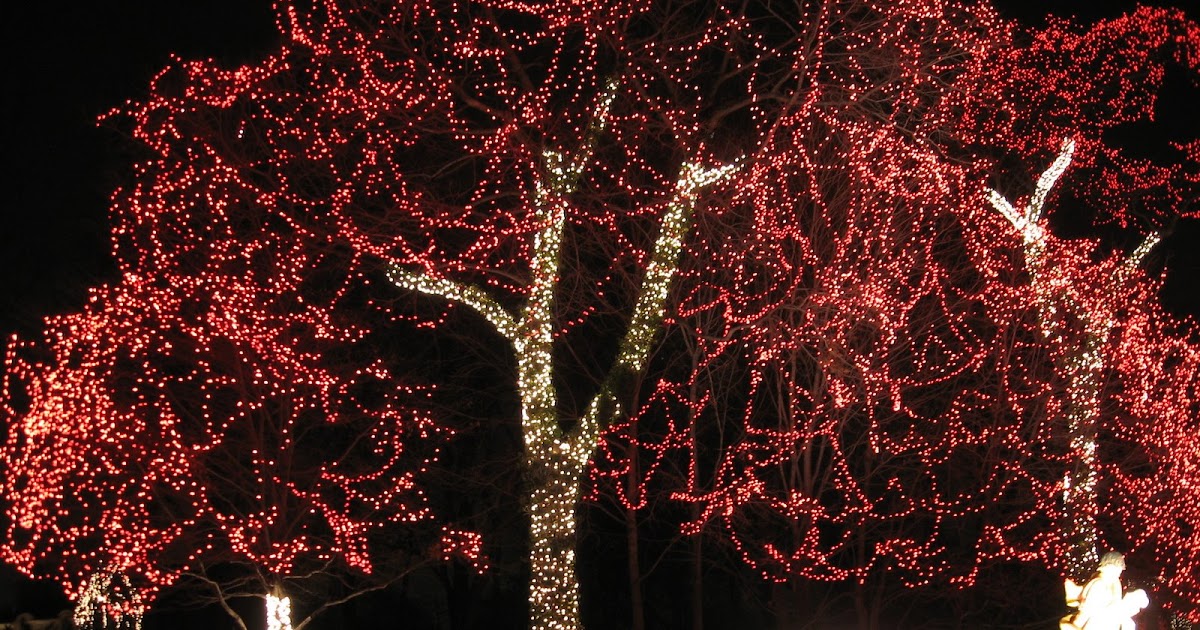 Dr. Benton Quest Christmas Lights in Grosse Pointe