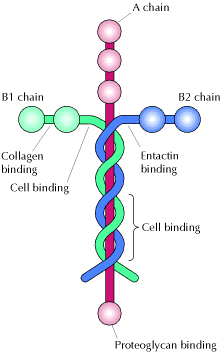 [laminin.gif]