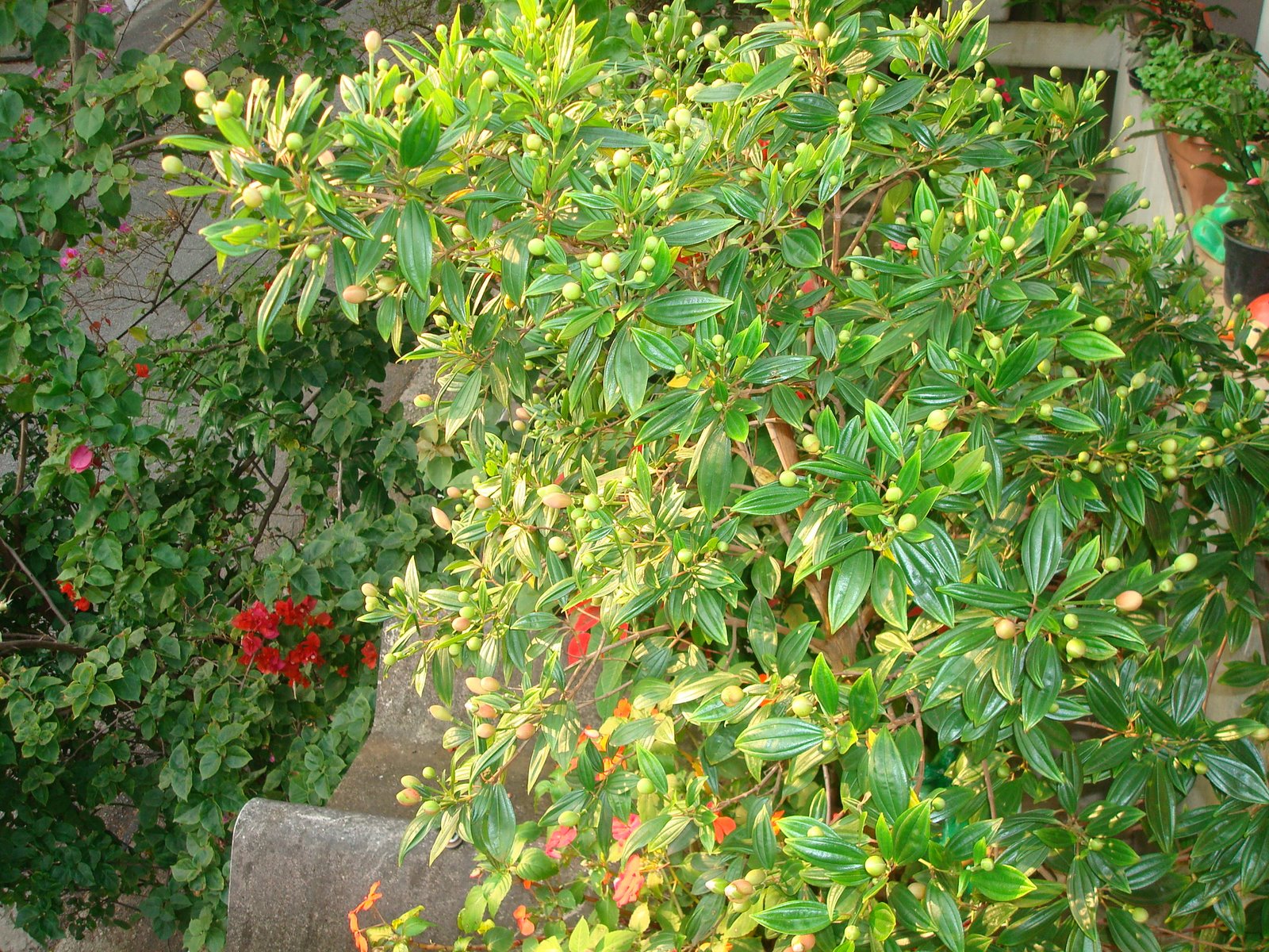 [DSC05434.JPG]