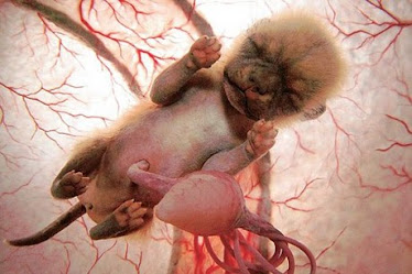 feto de gato