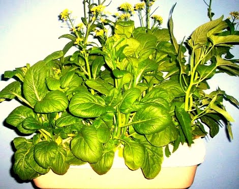Sayur Sawi Bunga