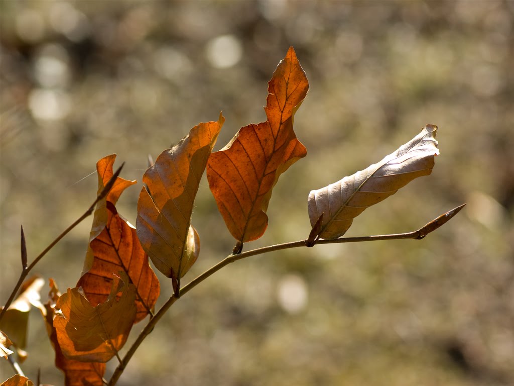 Em verso e prosa: Folhas secas