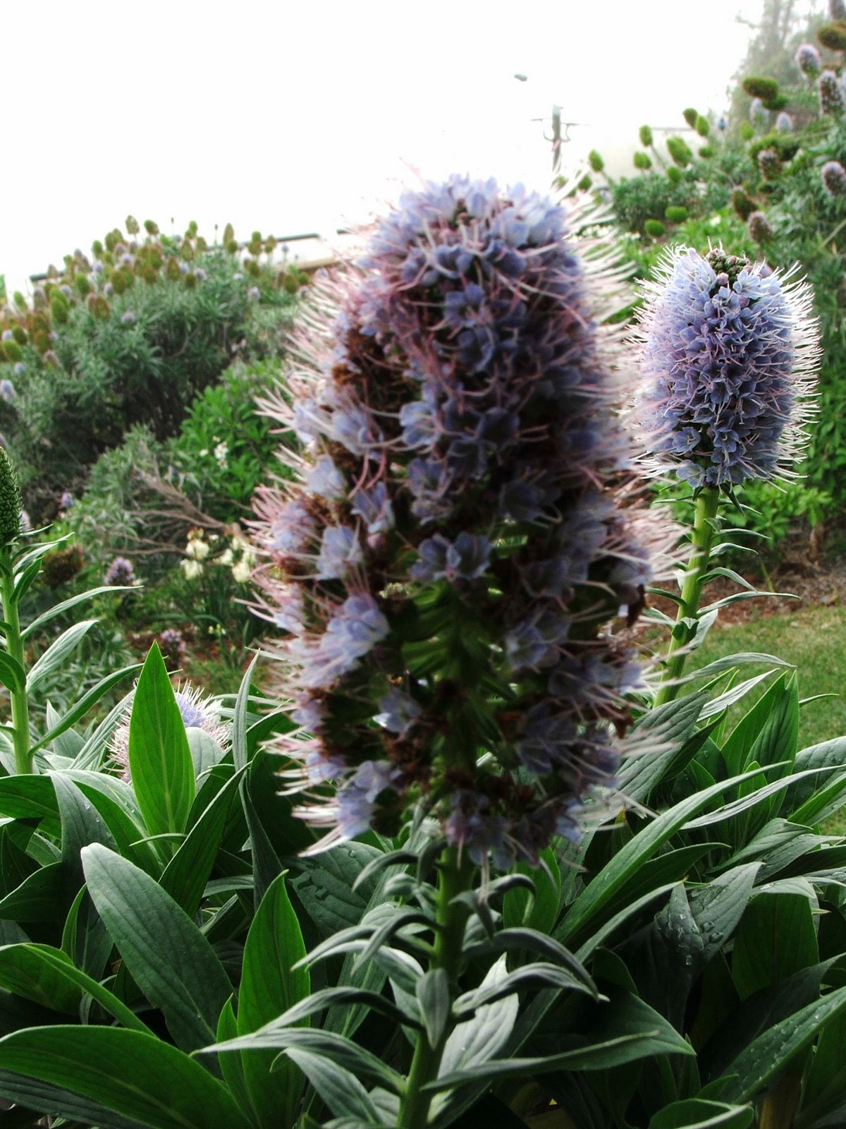 [2007_0215ApresentaÃ§aoLivro070019.JPG]