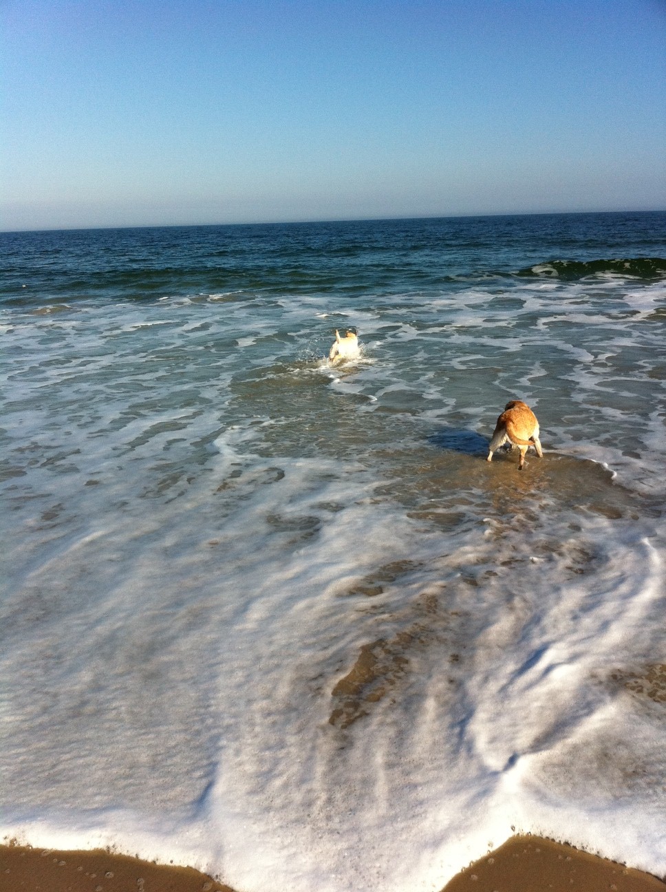 TakingPaws Kids Update