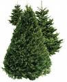 Mail Order Christmas Tree Farm