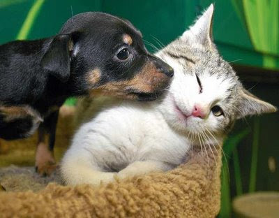 puppies and kittens sleeping. cute baby kitten sleeping with stuffed animal