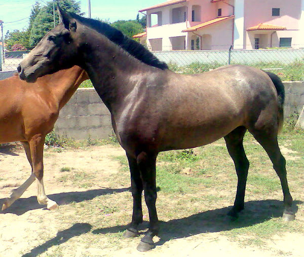 BLUFF - LusoArabe  poldra c/ 3 anos