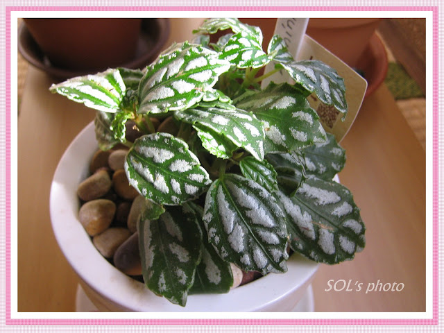 PLANTAS SUCULENTAS E FOLHAGENS ORNAMENTAIS