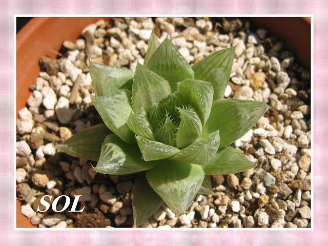 PLANTAS SUCULENTAS E FOLHAGENS ORNAMENTAIS