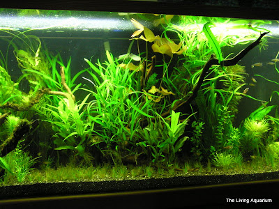 fish tank plants. Living Aquarium Live Plant