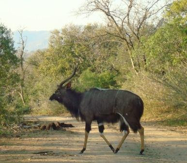 Nyala Male