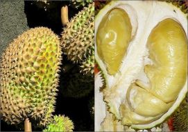[Durian.jpg]