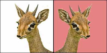 [dik-dik-diptych.jpg]