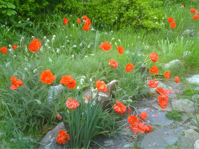 Poppy Fields