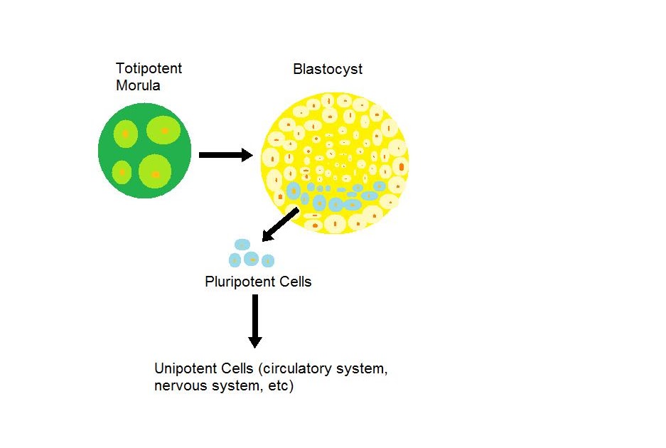 what are the human genome project cloning dna fingerprinting genetic engineering and stem cells 9 unexpected outcomes of human cloning in which cells are cloned from a human for use in medicine and transplants, as would dna fingerprinting. what are the human genome project cloning dna fingerprinting genetic engineering and stem cells 9 unexpected outcomes of human cloning in which cells are cloned from a human for use in medicine and transplants, as would dna fingerprinting.