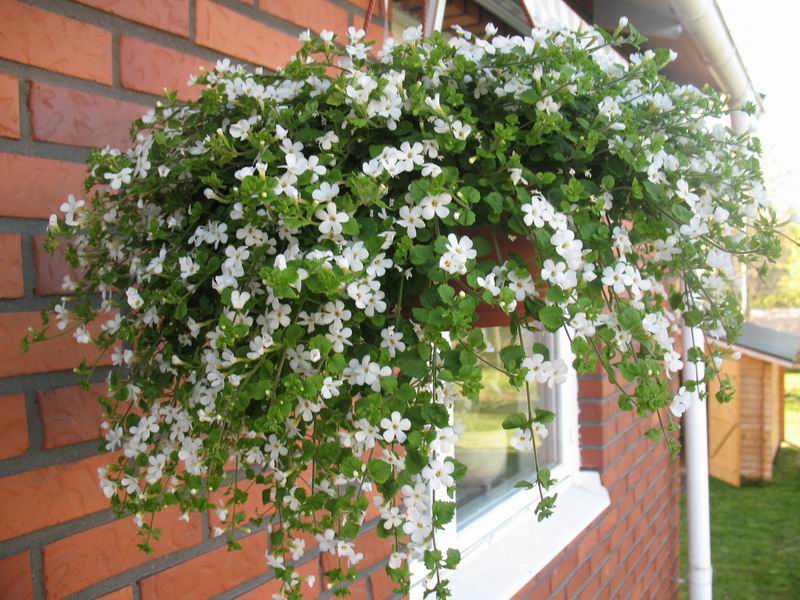 [bacopa.jpg]