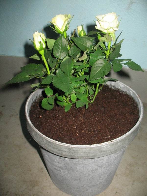 [IMG_6631.jpg]
