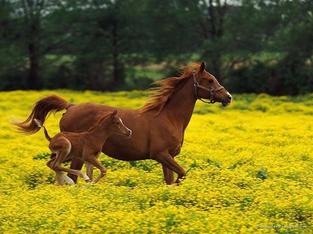 Animals Wallpapers image stock photography