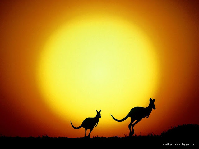 Animals Wallpapers cheap stock photos
