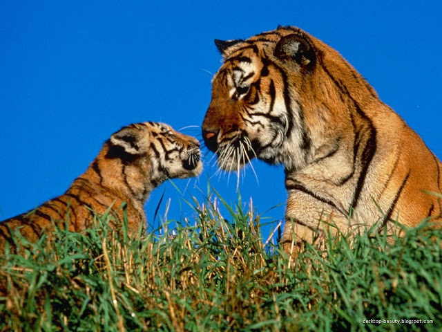 Animals Wallpapers high resolution stock images