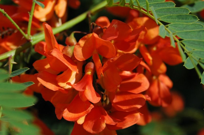 FUENTE ACACIA MALAGA fuente acacia malaga: