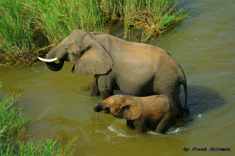 Elephant cow and calf.