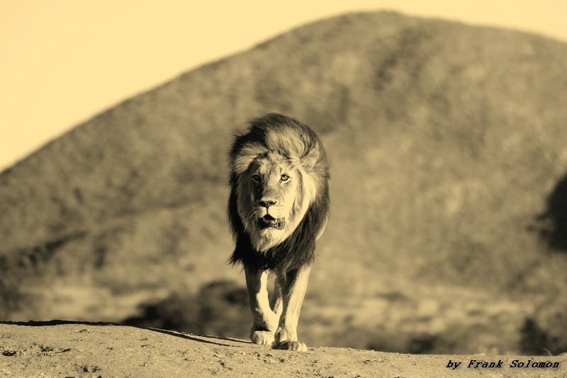 Sepia lion