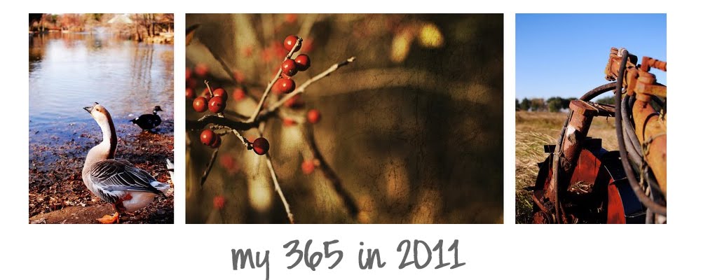 my 365 in 2011