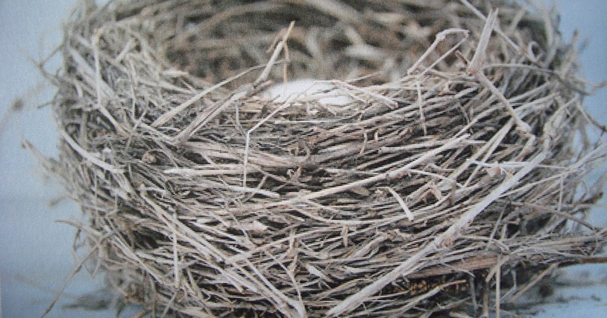 Roxanne the artist! Painting a bird nest 101