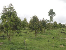 KEBUN DURIAN DI KALTIM