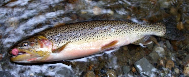 Western WA sea-run Cutthroat Trout