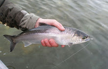 Puget Sound Resident Coho