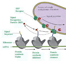 Sintesis Protein