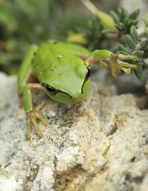 una altre petita coseta