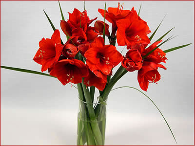 Christmas Flowers Christmas Flowers