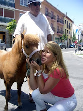 PASEA A SU PONEY POR LAS CALLES DE UNA VILLA DE MADRID PARA SOCIABILIZARLO